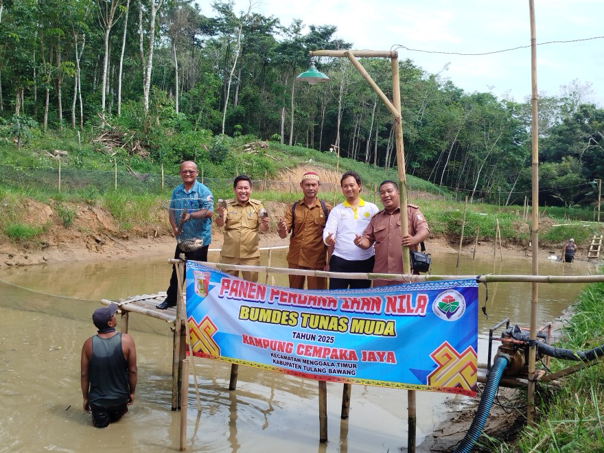 Panen Perdana Ikan Nila BUMDes Tunas Muda Kampung Cempaka Jaya Tahun 2025